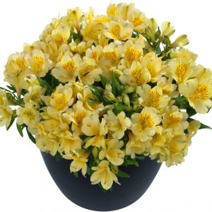 Alstroemeria Inticancha 'Cabana'