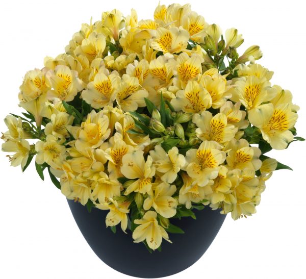 Alstroemeria_Inticancha_Cabana_402002 Alstroemeria Inticancha 'Cabana'