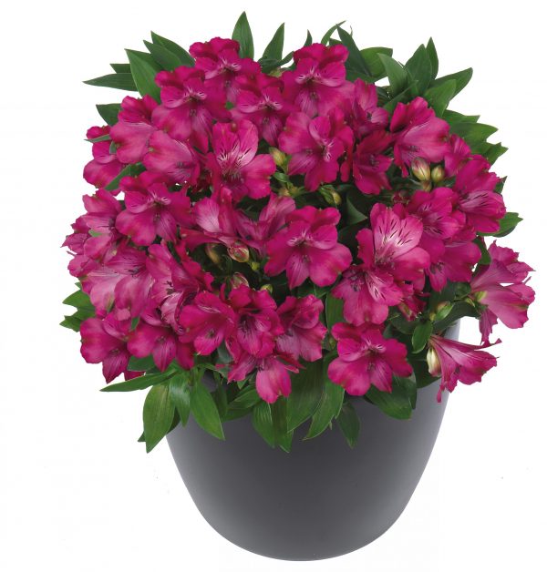 Alstroemeria_Inticancha_Machu_402020 Alstroemeria Inticancha 'Machu'