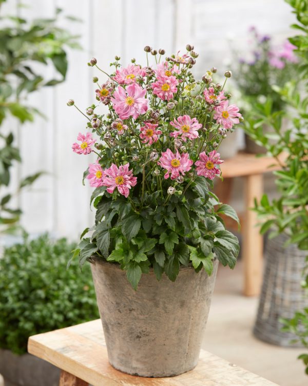 Anemone hupehensis Fantasy Belle Anemone hupehensis 'Belle'