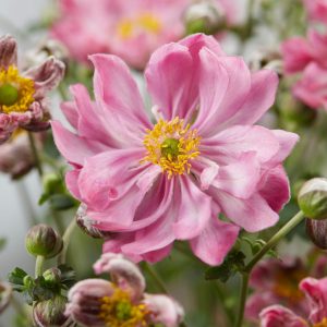 Anemone hupehensis 'Belle' is a A compact, bushy perennial with semi-double, dark pink flowers and central yellow stamens, strong and compact growth.