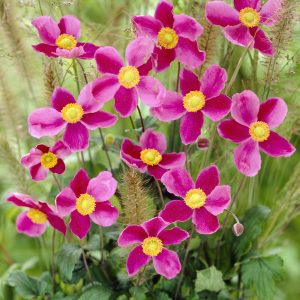 Anemone hupenhensis 'Splendens' -   Height 80cm.  Spread 40cm.  Flowers from August to October. 