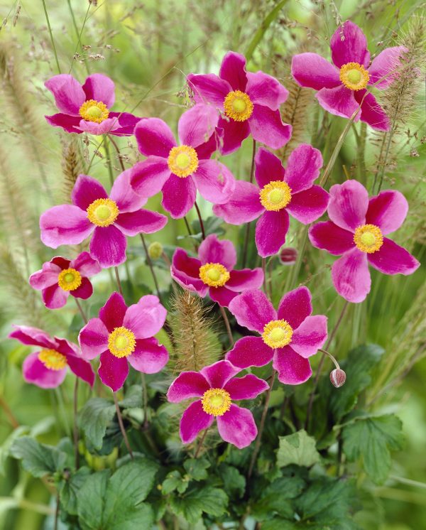 Anemone hupehensis Splendens Anemone hupenhensis 'Splendens' - Height 80cm. Spread 40cm. Flowers from August to October.