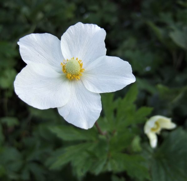 Anemone syvestris Madonna WEB Anemone sylvestris 'Madonna' has Clump-forming perennial with mid-green deeply cut leaves.