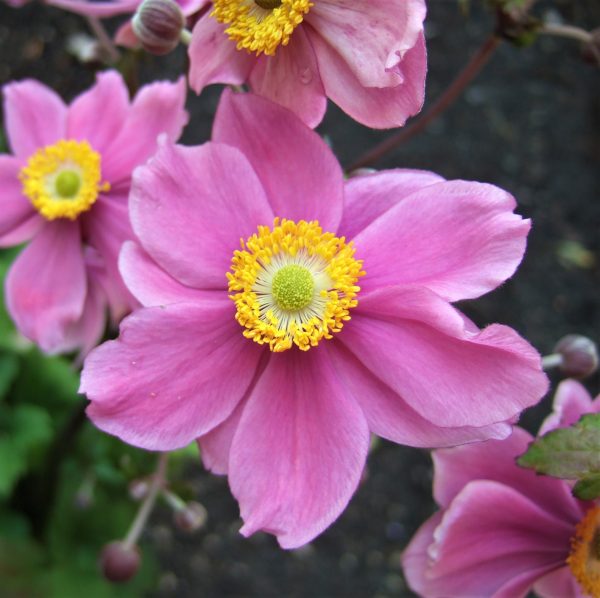 Anemone x hybrida 'Serenade' | Shop Well Established Anemone | Proctors ...