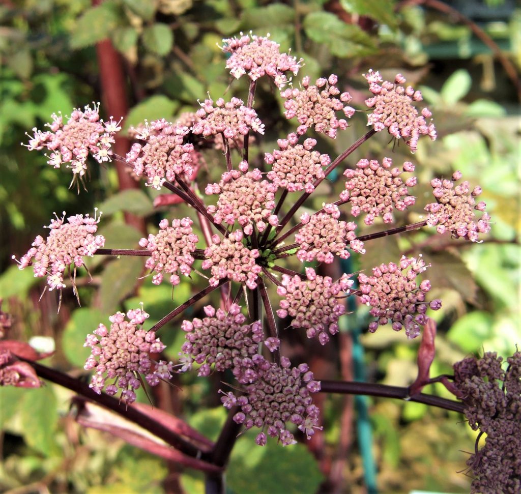 Angelica sylvestris 'Ebony' Well Established Angelica Proctors Nursery