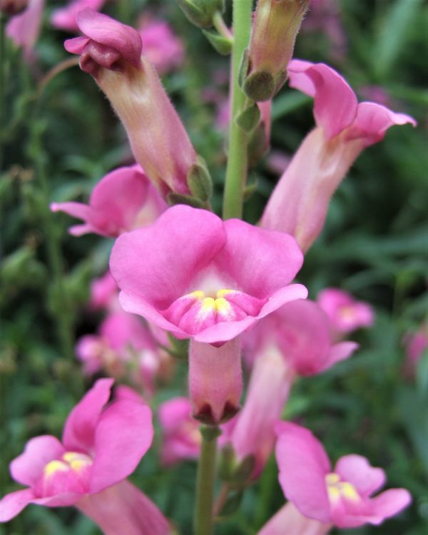 Antirrhinum majus 'Pretty in Pink'