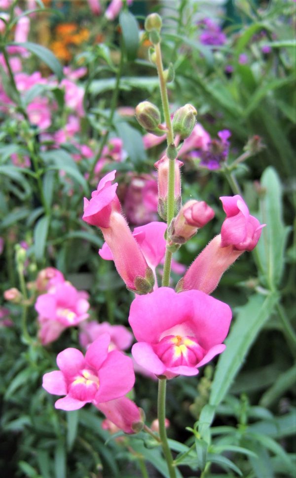 Antirrhinum majus 'Pretty in Pink'