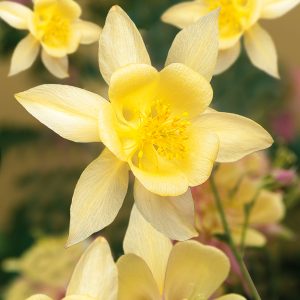 Aquilegia 'Swan Yellow'