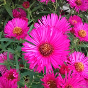 Aster novae-angliae 'Andenken An Alma Potschke'