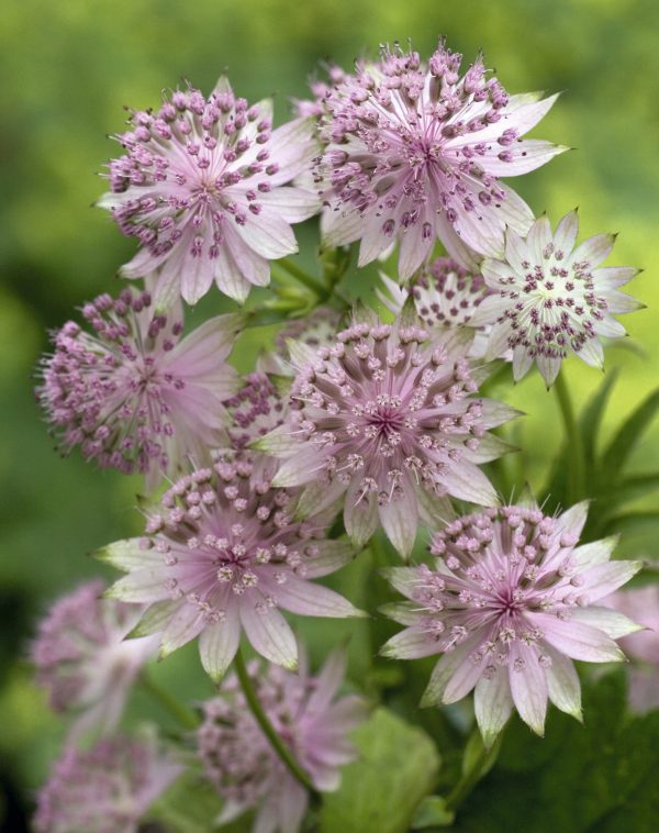 Astrantia major Buckland Astrantia major Buckland has beautiful, long lasting, soft dusky pink flowers