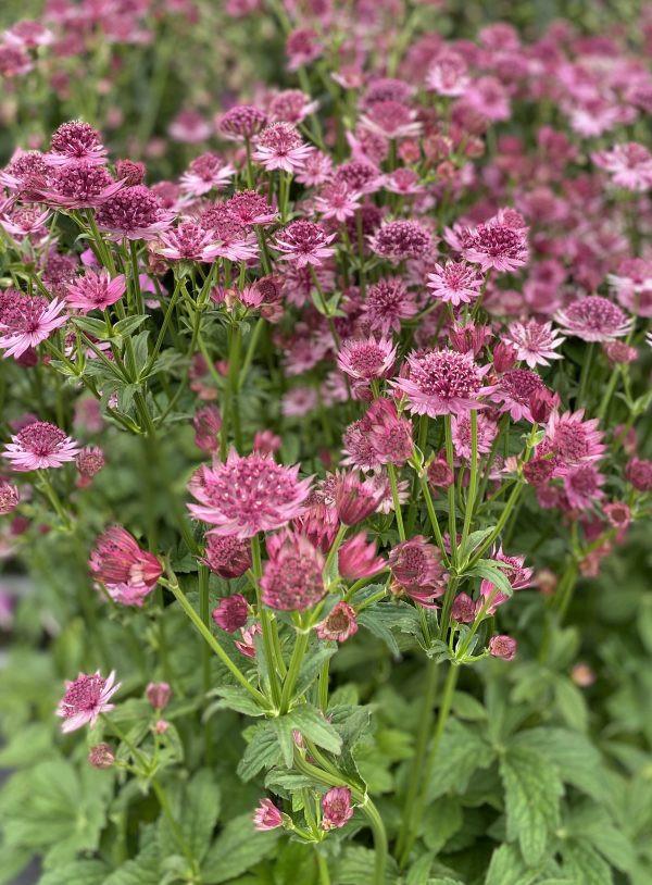 Astrantia Roma cu Astrantia major 'Roma' has attractive pink pincushion long lasting flowers throughout summer.