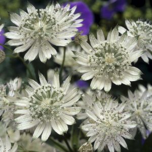 Astrantia major 'Snow Star' is a perennial with lobed green leaves. Delicate papery white flowers, flushed with green, on elegant wiry stems