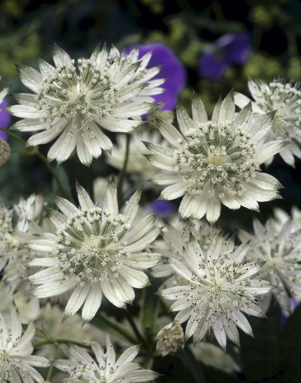 Astrantia Snowstar Astrantia major 'Snow Star' is a perennial with lobed green leaves. Delicate papery white flowers, flushed with green, on elegant wiry stems