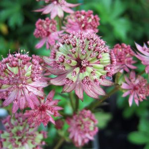 Astrantia major 'Star of Beauty' has gorgeous long lasting white flowers, with magenta purple tips throughout summer.