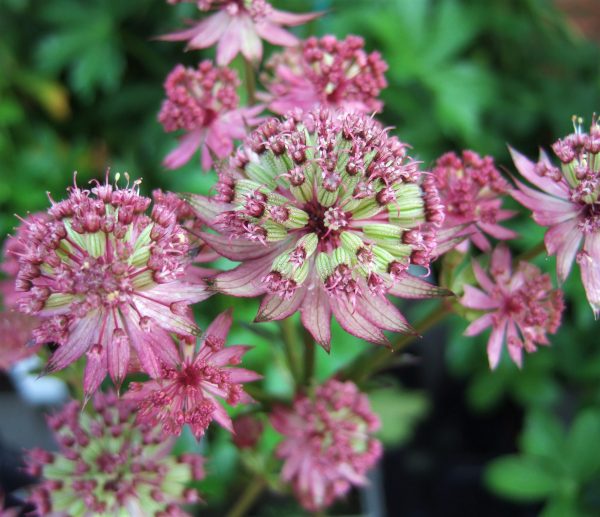 Astrantia major Star of Beauty Astrantia major 'Star of Beauty' has gorgeous long lasting white flowers, with magenta purple tips throughout summer.