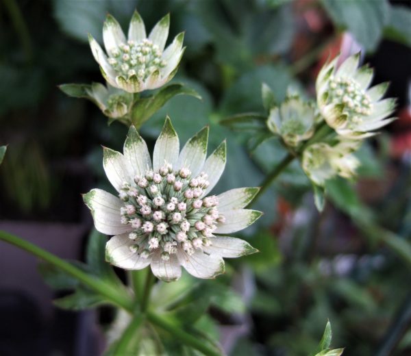 Astrantia major Star of Billion WEB Astrantia major 'Star of Billion' has pincushion flowers on upright stems which open pale green, turning to blushing pink, before paper white.