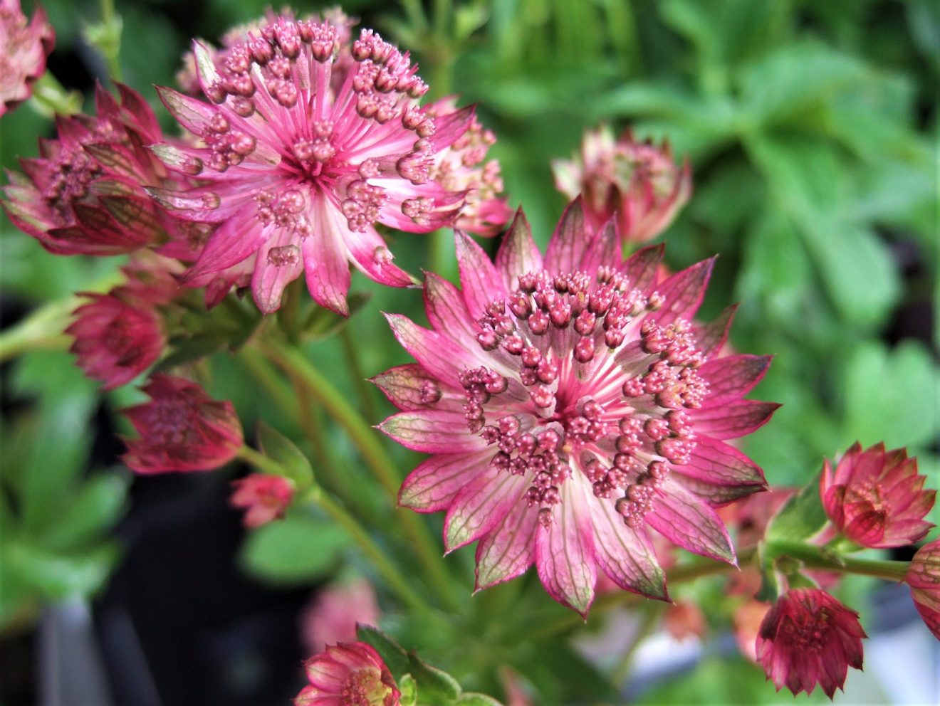 Astrantia Major Venice Buy Astrantias Online Proctors Nursery   Astrantia Major Venice WEB Scaled 1320x992 