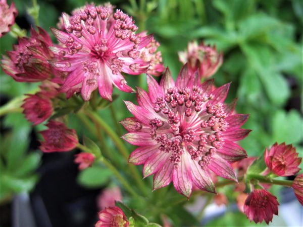 Astrantia major Venice WEB Astrantia Major 'Venice' is a long lasting, richly coloured pincushion flower head of deep ruby-red throughout summer.
