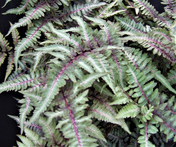 Athyrium niponicum var metallicum WEB Japanese Painted Fern.