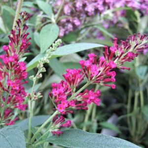 Buddleja Buzz 'Hot Raspberry'