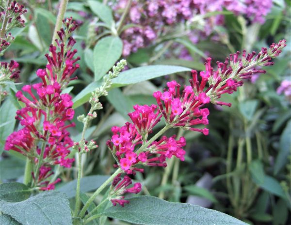 Buddleja Buzz 'Hot Raspberry'
