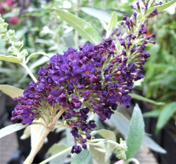 Buddleja Buzz Indigo WEB Buddleja Buzz 'Indigo'