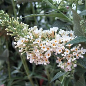 Buddleja Buzz 'Ivory'