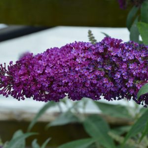 Buddleja Buzz 'Magenta'