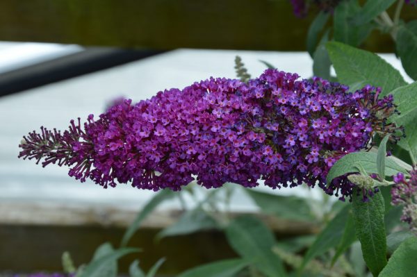 Buddleja Buzz 'Magenta'
