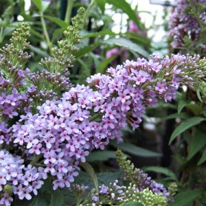 Buddleja Buzz 'Sky Blue'
