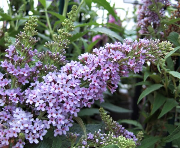 Buddleja Buzz 'Sky Blue'