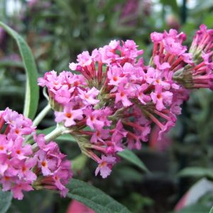 Buddleja Buzz 'Candy Pink'