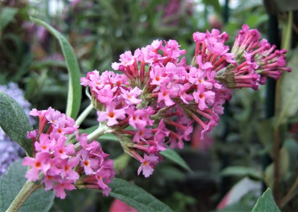 Buddleja Buzz 'Candy Pink'