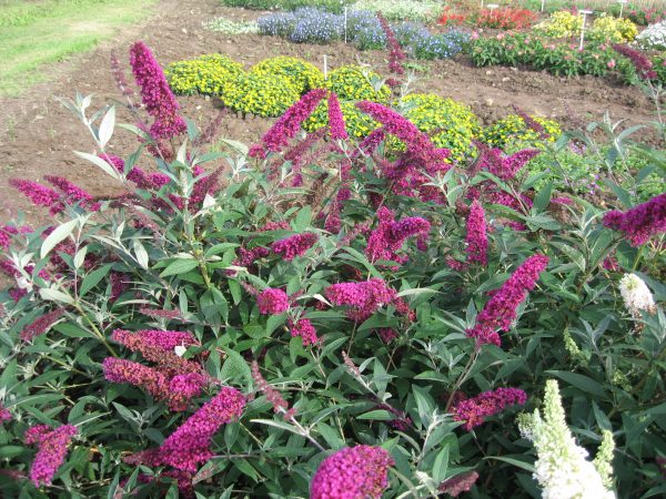 Buddleja Buzz 'Velvet' (1) Buddleja Buzz 'Velvet'