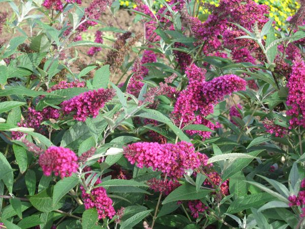 Buddleja Buzz 'Velvet' (2) Buddleja Buzz 'Velvet'