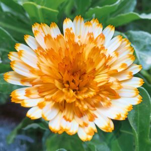 Calendula 'Winter Wonder Amber Arctic'