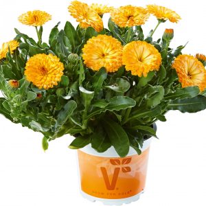 Calendula 'Winter Wonder Peach Polar'