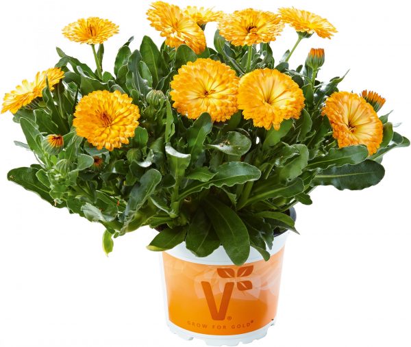 Calendula 'Winter Wonder Peach Polar'