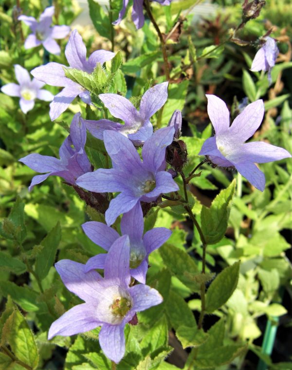 Campanula lactiflora Prichards Variety WEB Campanula lactiflora 'Prichard's Variety'