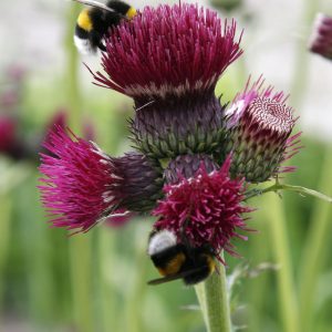 Cirsium rivulare 'Atropurpureum'