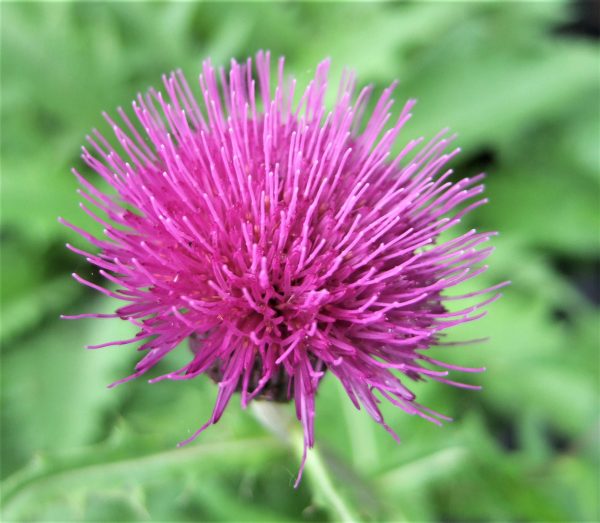 Cirsium rivulare Trevors Blue Wonder WEB Cirsium rivulare 'Trevors Blue Wonder'