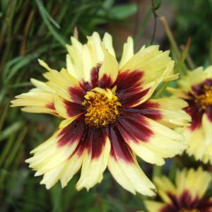 Coreopsis 'Uptick Cream and Red'