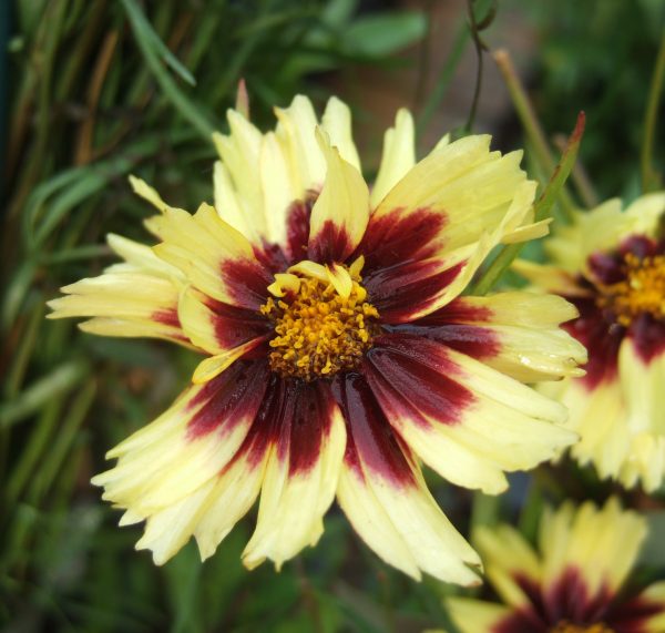 Coreopsis Uptick Cream Red WEB Coreopsis 'Uptick Cream and Red'