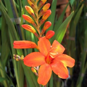 Crocosmia 'Okavango'