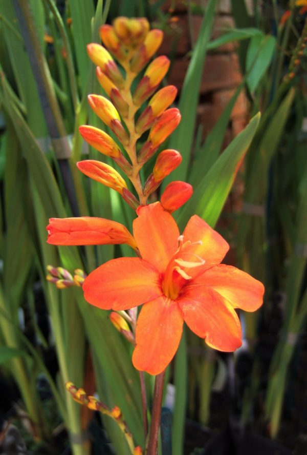 Crocosmia Okavango WEB Crocosmia 'Okavango'
