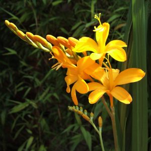 Crocosmia 'Paul's Best Yellow'