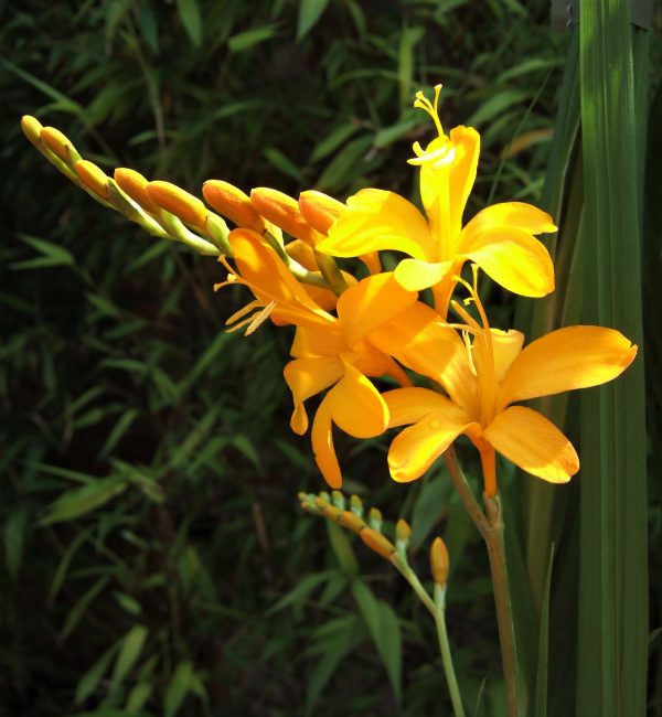 Crocosmia 'Paul's Best Yellow' | Buy Crocosmia Online | Proctors Nursery