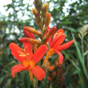 Crocosmia 'Peach Sunrise'