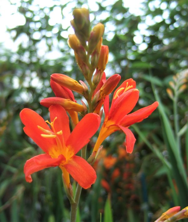 Crocosmia Peach Sunrise WEB Crocosmia 'Peach Sunrise'